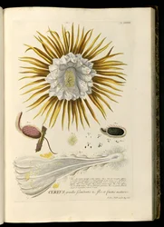 Selenicereus grandiflorus